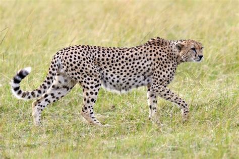 Cheetah On Grassland In National Park Stock Image Colourbox