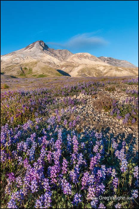 Lupine Mount Saint Helens Lupine On The Pumice Plain Win Flickr