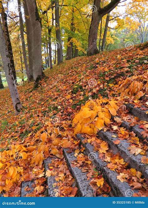 Autumn Stock Image Image Of Trees Stone Yellow Park 35325185