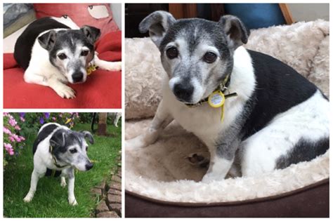 Glasgow Jack Russell Tassie Is Uks Oldest Rescue Dog Looking For
