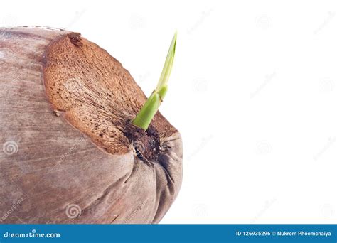 Sprout Coconut Seeding On White Background Planting Agriculture