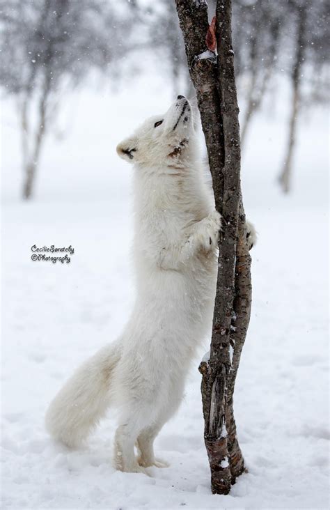 30 Adorable Photos Of Foxes In The Snow Pet Fox Albino Animals Cute