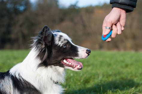 Click And Treat Dog Training What Is It And Tips Dogster