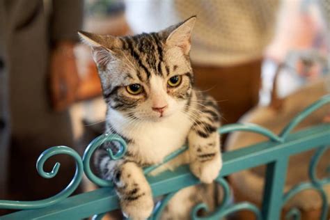 4 Tips To Keep A Playful Cat Entertained Indoors Katzenworld