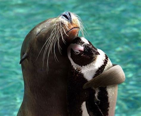 This Sea Lion And This Penguin The 40 Best Animal Cuddlers Of All