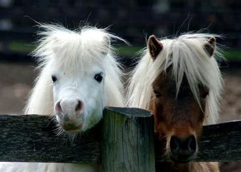Pin By Elizabeth Meschwitz On Equus Cute Horses Cute Ponies Pretty