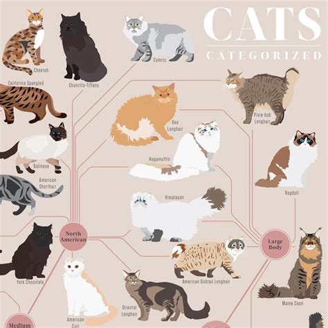 This Illustration Categorizes The Different Cat Breeds By Type And