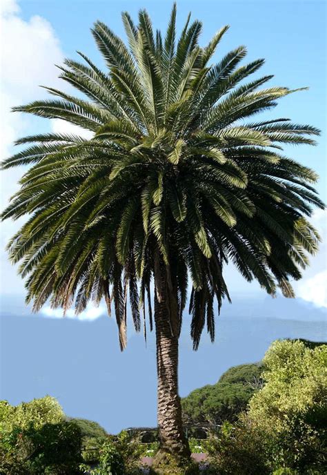 Canary Island Date Palm Phoenix Canariensis Tree Pictures