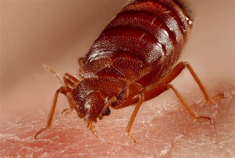 Getting To Know Bed Bugs Clinical Mycology