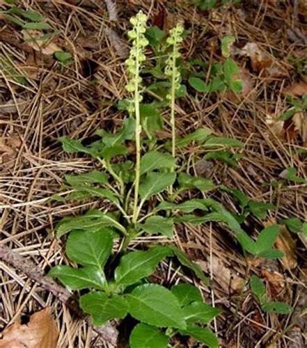 Боровая матка можно похудеть Боровая матка - напитки для женщин и не только Боровая матка - напитки для женщин и не только Боровая матка можно похудеть