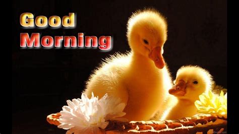 Cute Good Morning Wallpapers Top Free Cute Good Morning Backgrounds