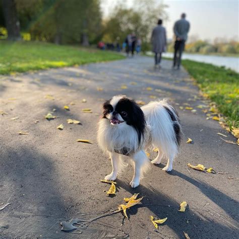 17 Amazing Facts About Japanese Chin You Probably Never Knew Page 6