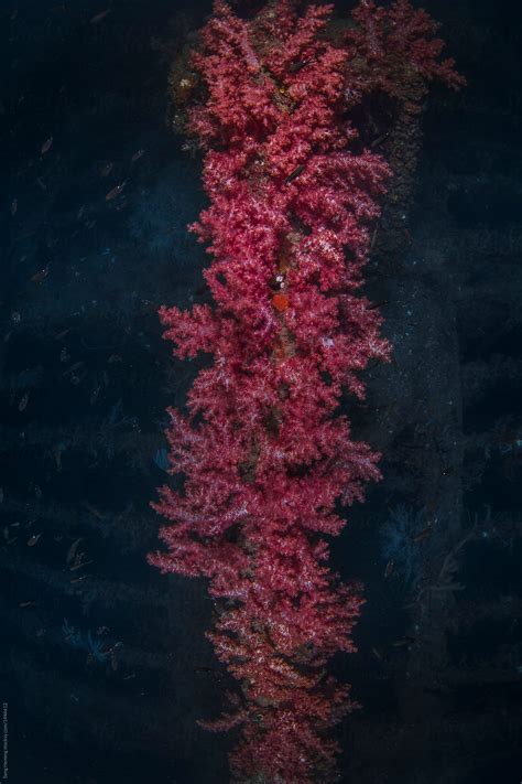 Beautiful Coral Grow On The Wreck Ship Underwater Del Colaborador De