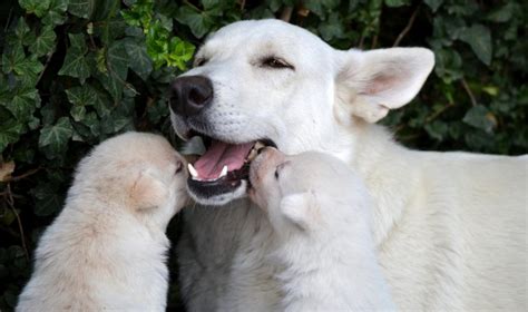 Dog Moms 11 Cuddly Canines To Celebrate Mothers Day