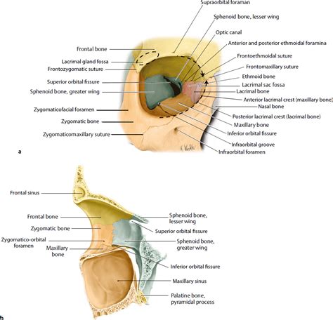 Orbital Anatomy Plastic Surgery Key