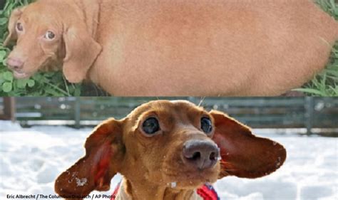 Dennis The Obese Dachshund Turned His Life Around And Lost 75 Of His