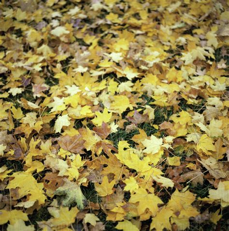 Yellow Leaves On The Ground In Autumn Stock Photo Dissolve