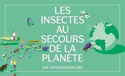 Exposition Les Insectes Au Secours De La Planète Echosciences Sud