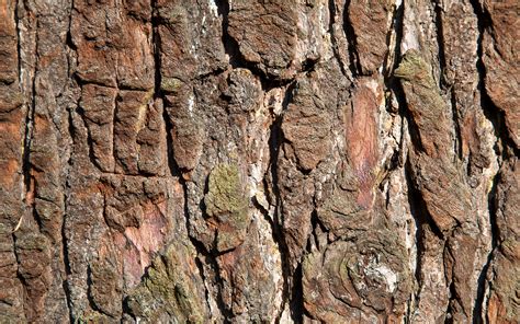 Tree Bark Wallpaper 1920x1200 80970