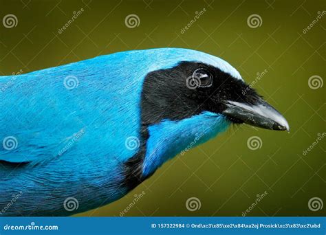 Turquoise Jay Cyanolyca Turcosa Detail Portrait Of Beautiful Blue