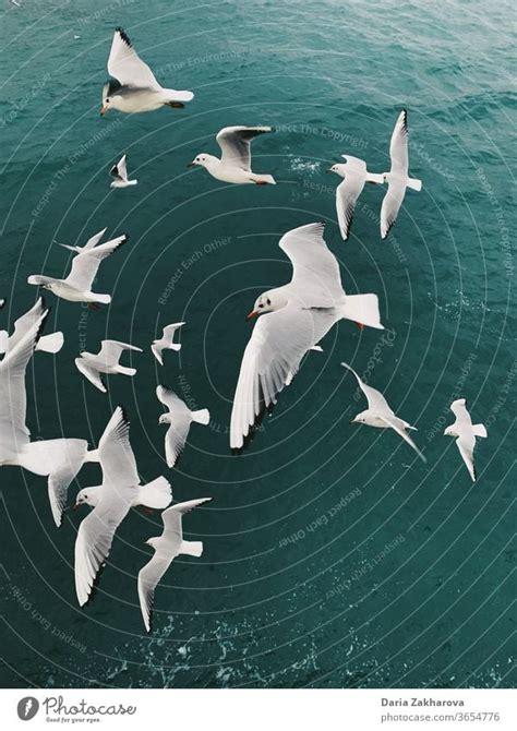 Seagulls Above The Sea A Royalty Free Stock Photo From Photocase