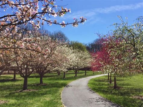 Celebrate Spring In Northern Virginia With Festivals And Fun Adventures