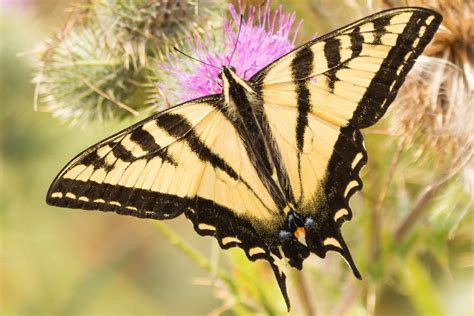 Dsc Tiger Swallowtail Butterfly Natural Bridges Flickr