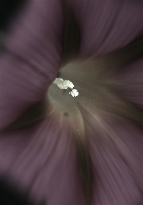 White Pollen Inside Blurred Flower Free Stock Photo Public Domain