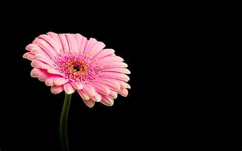 4k wallpapers of pink glitter, shimmering, pink background, shiny, sparkles, selective focus, macro, blurred, 5k, abstract, #5936 for free download. Pink Daisy Flower 4K Wallpapers | HD Wallpapers | ID #21246
