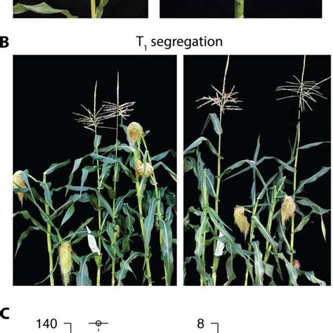 Sk1 Gain Of Function Pistillate Phenotype In Transgenic Maize A