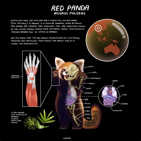 Red Panda Body Parts