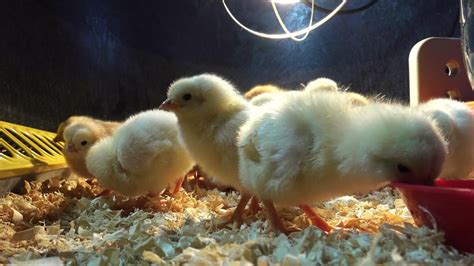 How To Raise Baby Chicks Simple And Easy Tips For A Healthy Flock Youtube