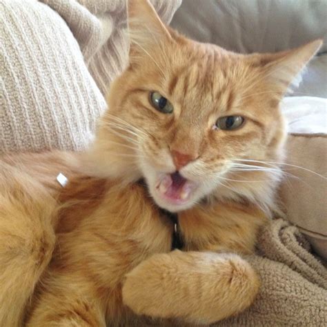 Check spelling or type a new query. 17 Best images about Fat Orange Cats on Pinterest | Pets ...