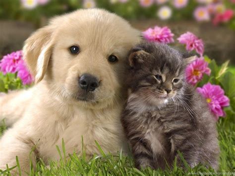 Download Animal Cute Cat And Dog Cuddling Cats Dogs Wallpapers