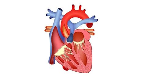 Organ ini berfungsi sebagai pompa yang mengalirkan darah ke seluruh tubuh kita. 5 Tips Menjaga Kesehatan Jantung dan Pola Hidup Sehat ...