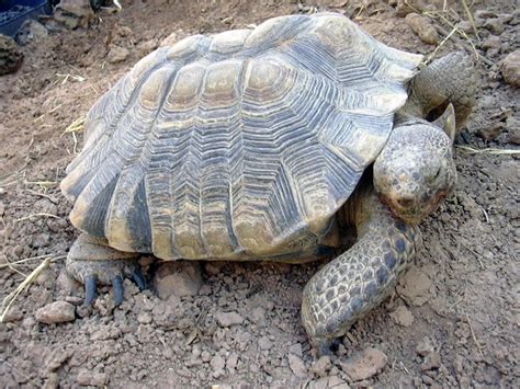 Arizona Desert Tortoise Flickr Photo Sharing