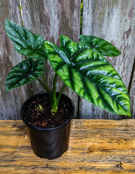 Alocasia Sinuata Looks Like A Shield Buy It Now At Zone 9