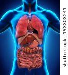 Human Body With Internal Organs Free Stock Photo - Public Domain Pictures