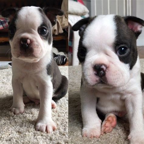 Lancaster puppies has your boston terrier for sale. Boston Terrier Puppies For Sale | Dallas, TX #254484
