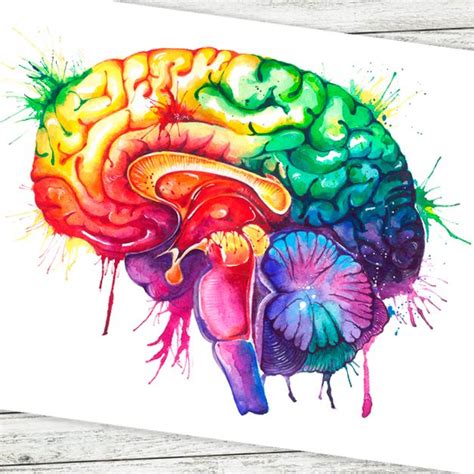 Watercolor Brain Anatomy Poster By Codex Anatomicus Brain Anatomy