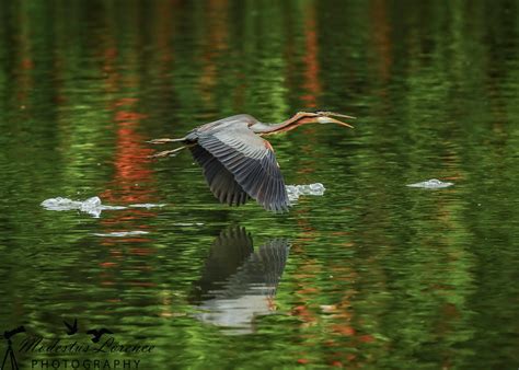 Wallpaper Birds Animals Water Nature Reflection Purple Green