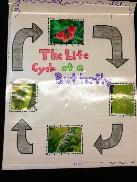 Life Cycle Of A Butterfly Anchor Chart