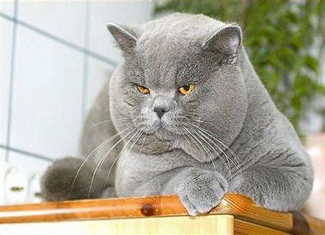 A Gray Cat Sitting On Top Of A Wooden Table
