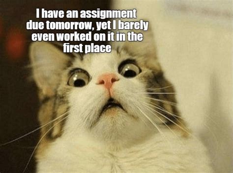 The Sudden Realization Lolcats Lol Cat Memes Funny Cats Funny