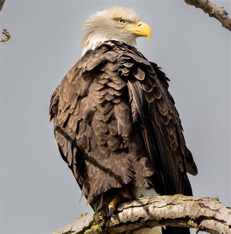 How Michigan Helped Bald Eagle Populations Rise From The Brink Of