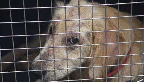 Federal Animal Cruelty Law Expanded After Congress Passes Preventing