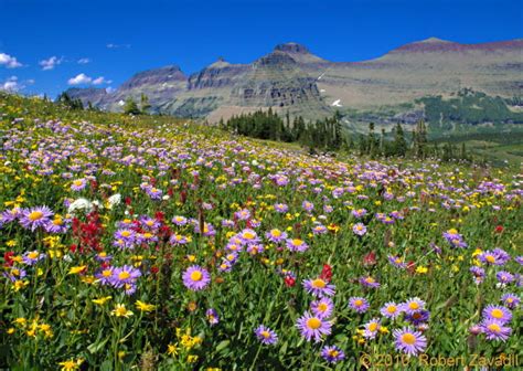 A Wildflower Summer Photo Glacier Park Photo Gallery