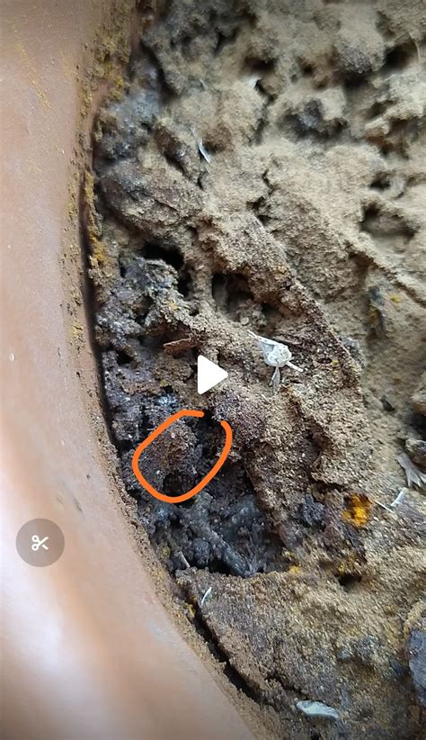 Identification Tiny White Insects In The Soil Eating Roots