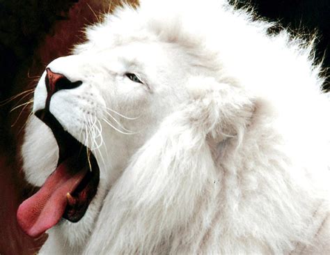 Animals Of The World White Lion