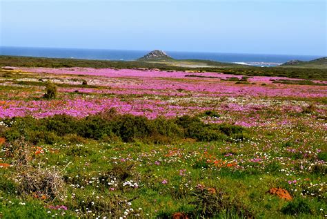 Cape Town Chronicles West Coast Wild Flowers